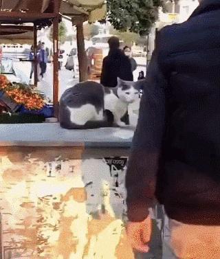 猫咪没坏心眼视频,猫咪没有坏心思在线阅读