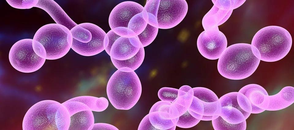 念珠菌过度生长：一种无声的流行病