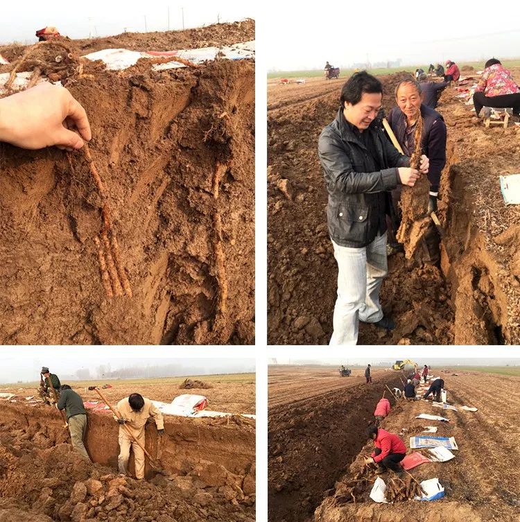 你总胃不舒服？肚子大？这条【养胃秘诀】快跟我试试