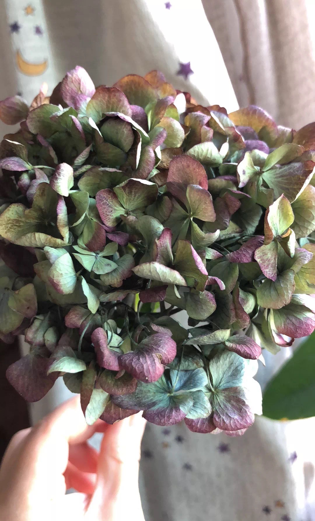 绣球花买回来一天就蔫了怎么办,绣球花彻底蔫了怎么办