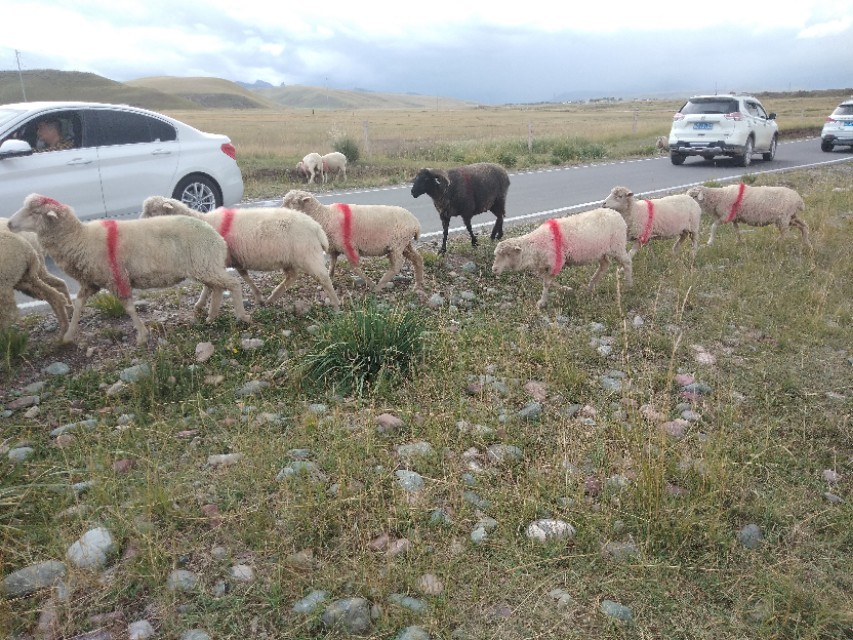 国家对养羊户放牧政策,农村养羊春节放羊注意事项