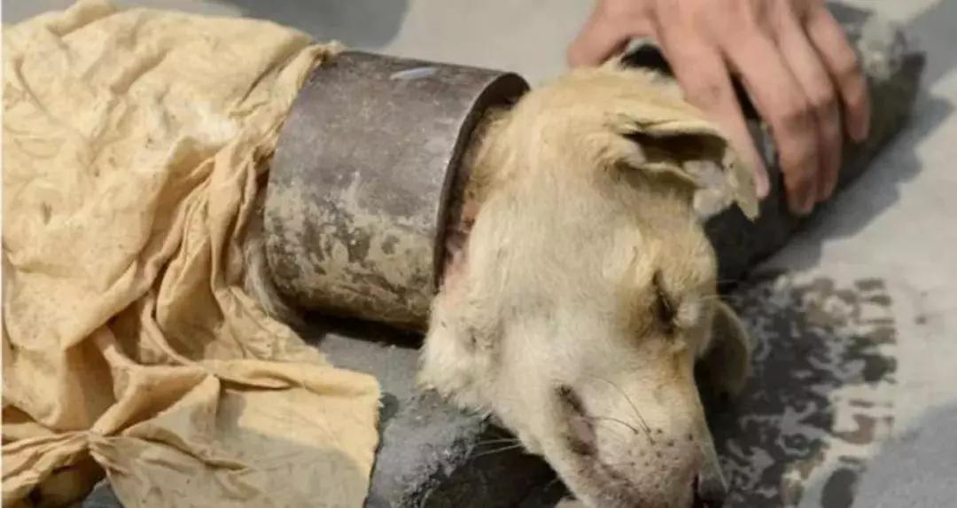 遇到流浪狗怎么救,如何有效避免流浪狗伤人事件