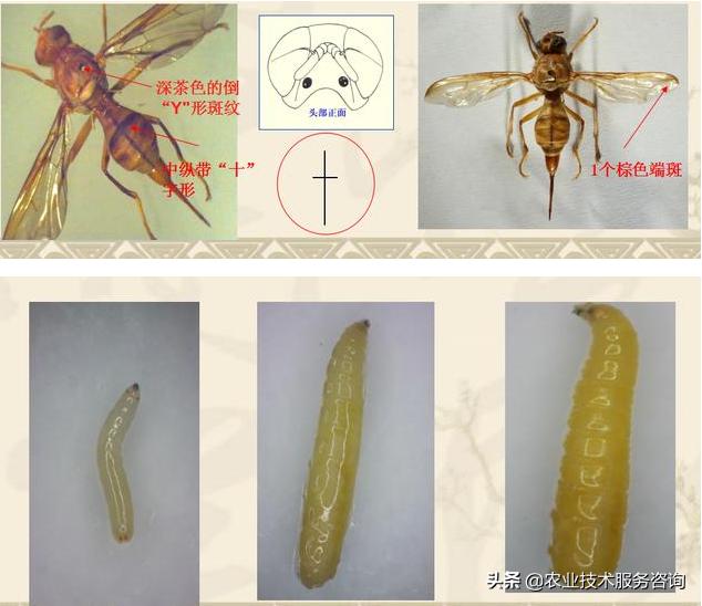 柑蛆是柑橘大实蝇吗,柑橘防治蝇蛆用什么药