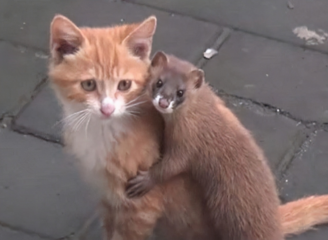 为什么黄鼠狼不能杀科学告诉你,黄鼠狼不能打死有科学依据吗