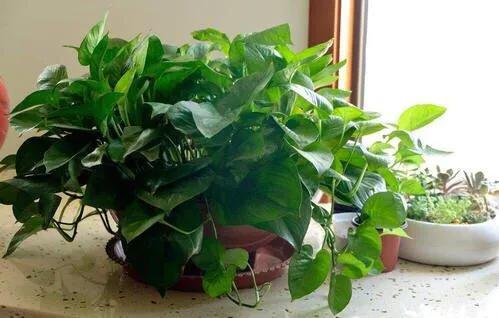 冬天绿萝在水里怎么养才能更旺盛,绿萝冬天能用什么水养