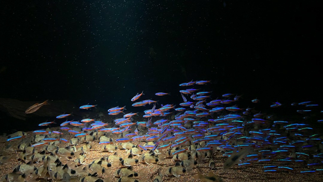 养红绿灯鱼的技巧和方法,红绿灯鱼要怎么养