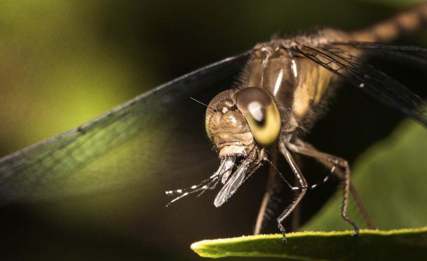 蜻蜓是捕猎成功率最高的猎手,捕捉猎物成功率最高的猫