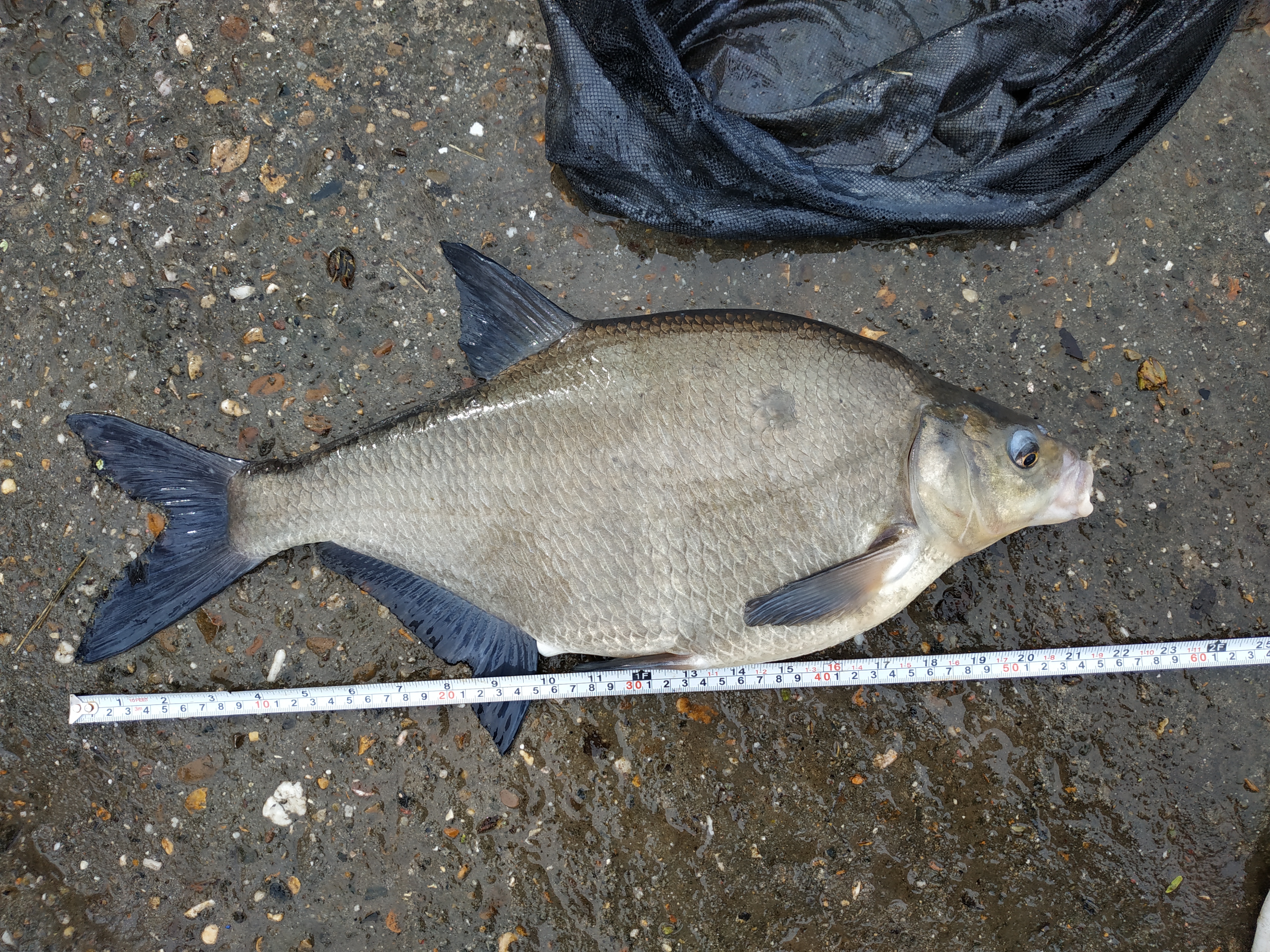 欧洲钓欧鳊,欧鳊的钓法