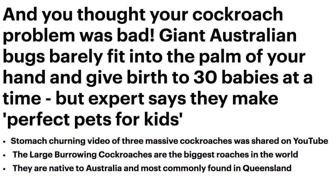 澳洲男子养宠物,澳洲男子养袋鼠做宠物