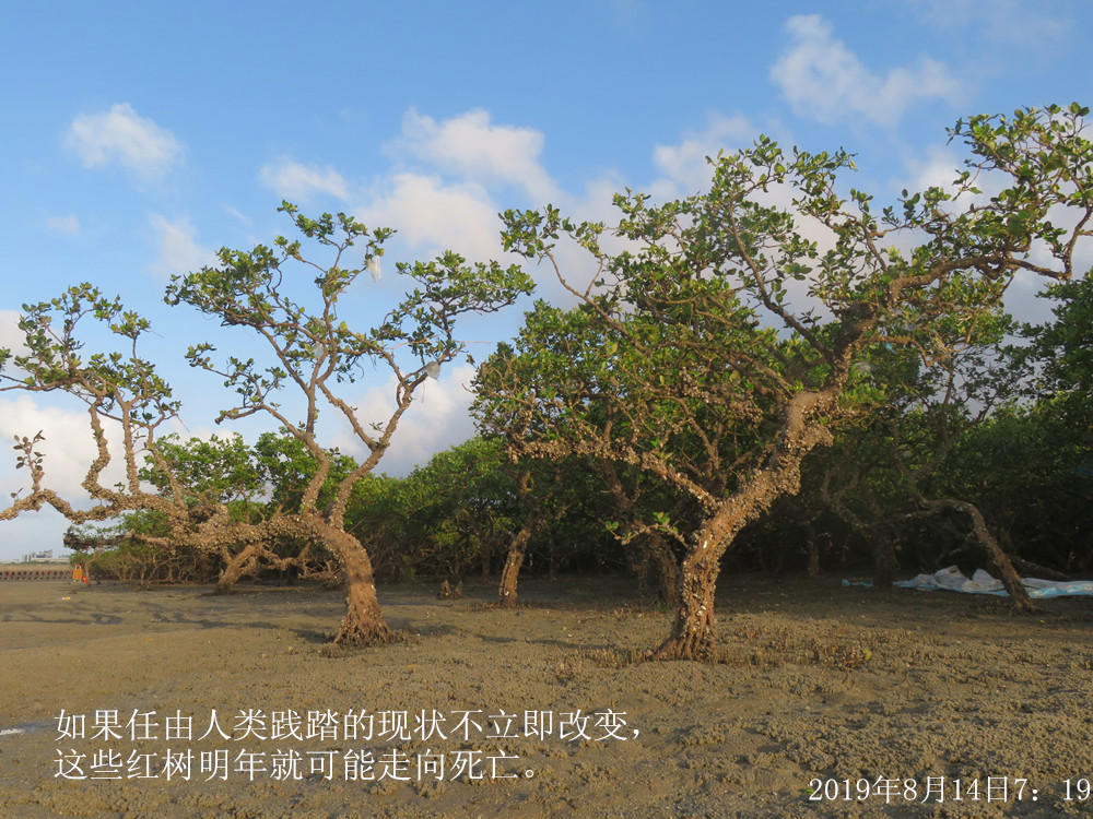 痛心！北海红树林不设防，任你踩任你挖