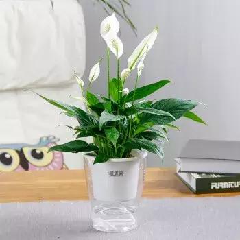 养的白掌有些叶子黑了,养白掌不吉利扔掉可以吗