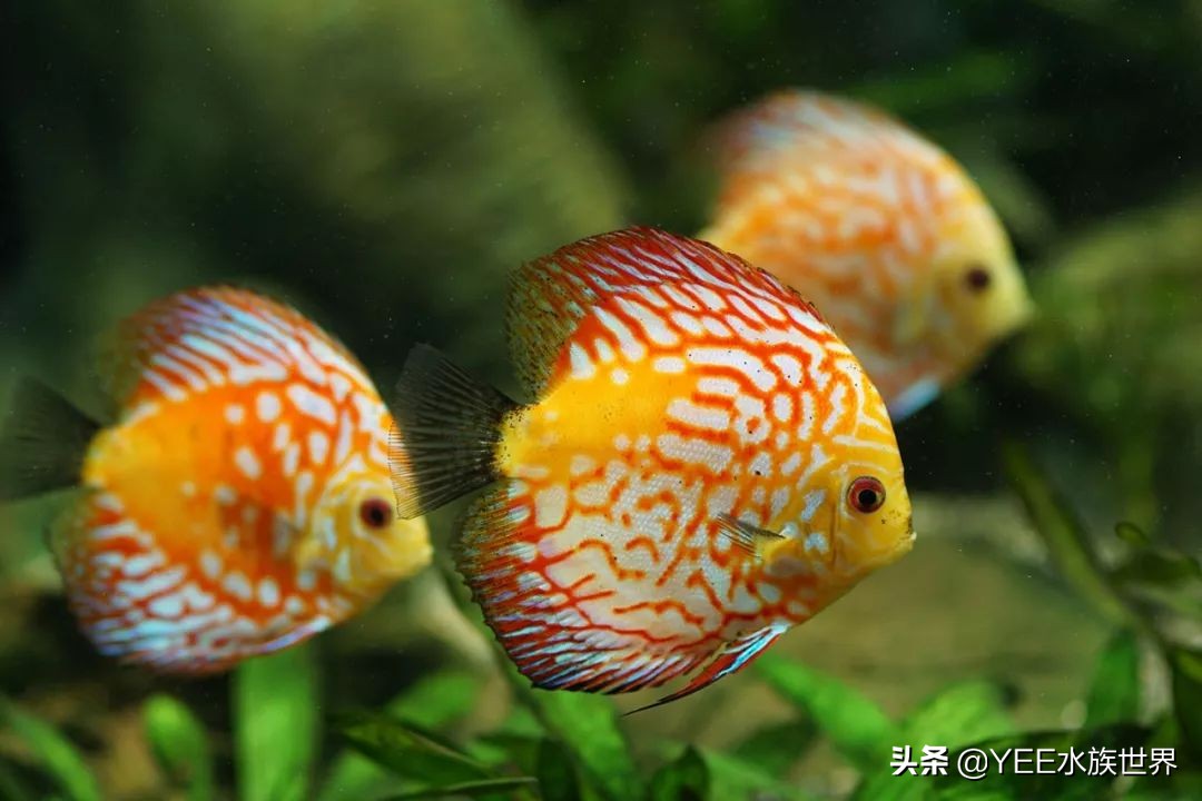 建议穷人养的10种中型热带鱼,超难养的宠物