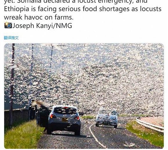 蝗虫为什么会出现蝗灾,蝗虫为什么会进化成这个样子