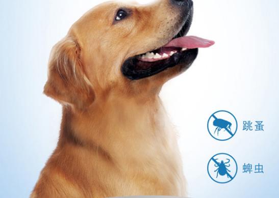 狗狗驱虫要单独驱球虫吗,狗狗驱虫选择合适的驱虫药