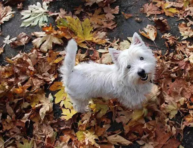 45种狗狗,45种狗狗很难得一见你认识几种