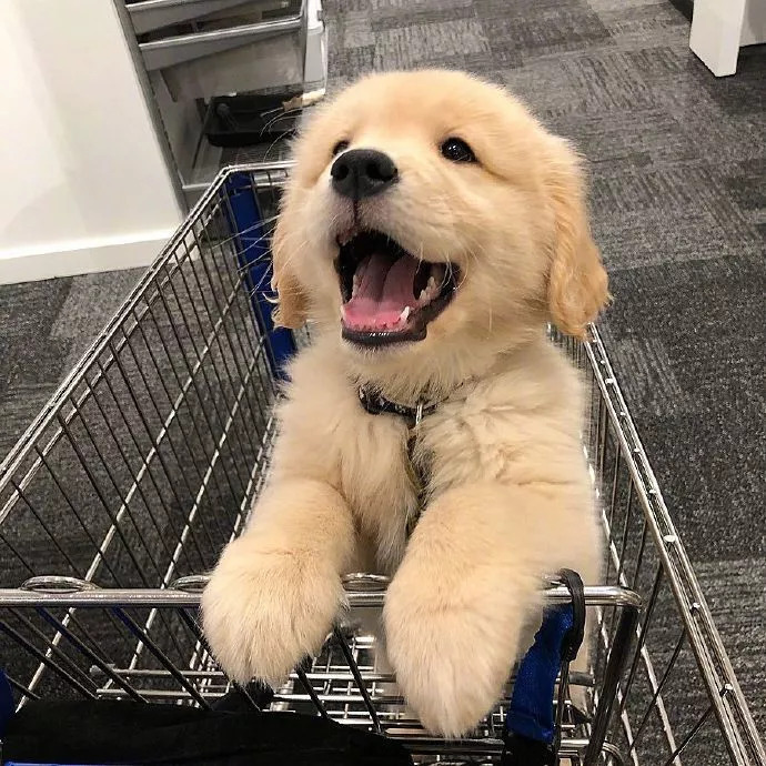 金毛正确喂养,金毛喂养的6大原则