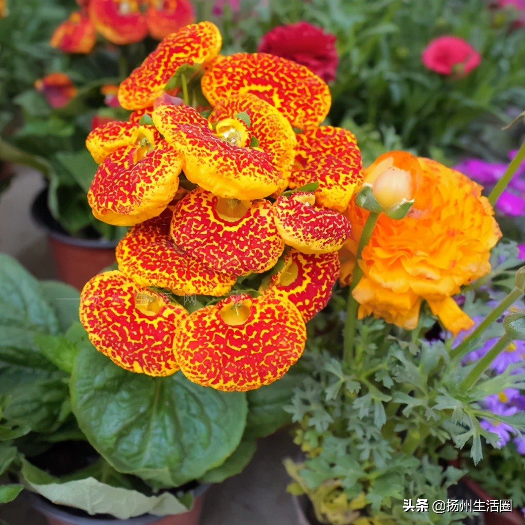 扬州花卉市场大全,扬州西区花卉市场