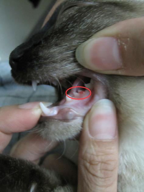 猫咪换牙是龅牙怎么办,猫咪换牙时会出现什么情况