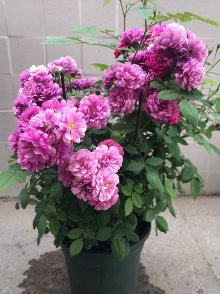 阳台养花选这款，比兰花还香，全年开花，花多易爆盆，值得入手