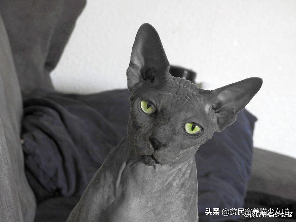 辟谣：无毛猫不是一个猫品种，也算不上是猫咪过敏者的福音