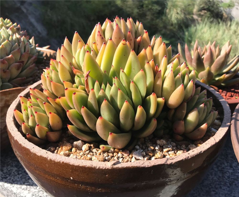 夏天多肉泥土里容易长虫,夏天多肉浇水会死吗