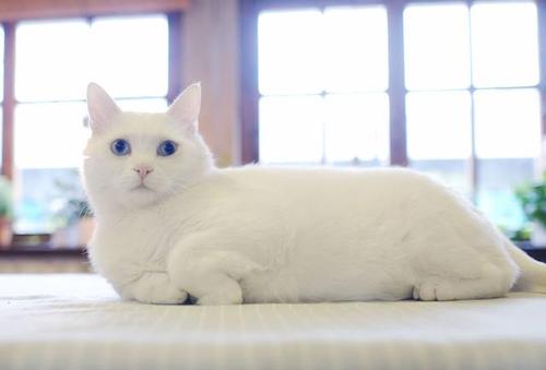 不同宠物花销大盘点原来养它才是真土豪