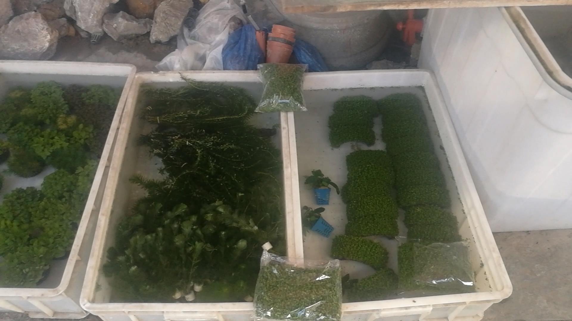 北京十里河鱼市，都说它拆了，我却看到了综合性的水族市场