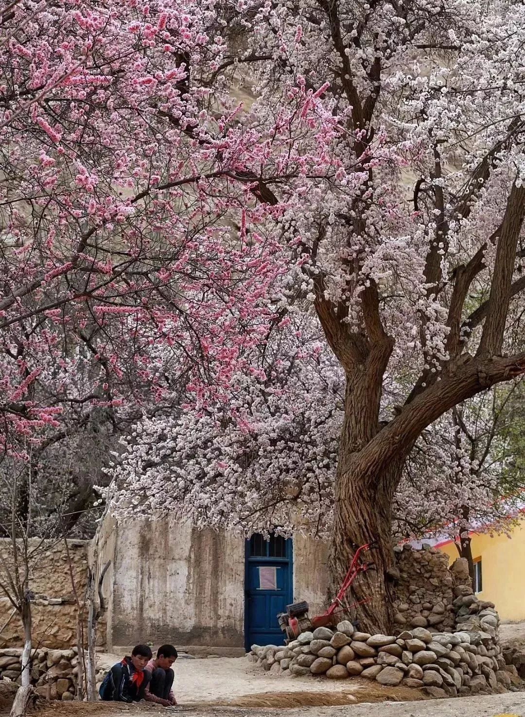 走马春季追花线|春漫*疆新**，牧笛声声中的杏花村