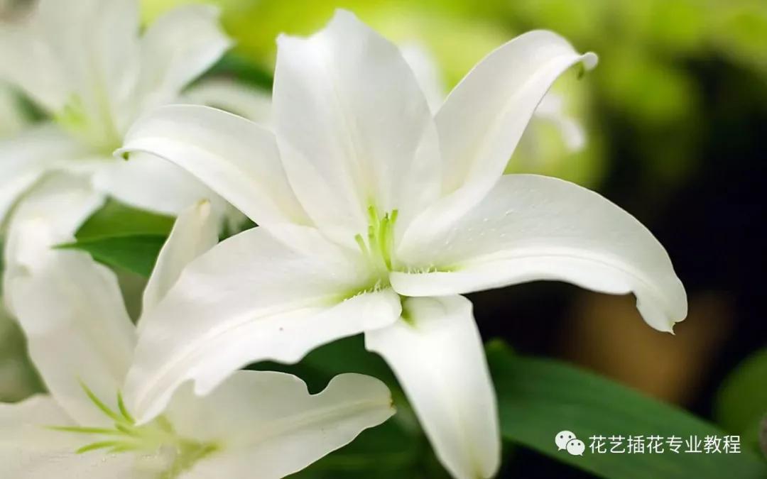 学花艺必备的花语,花艺师要知道的花与花语