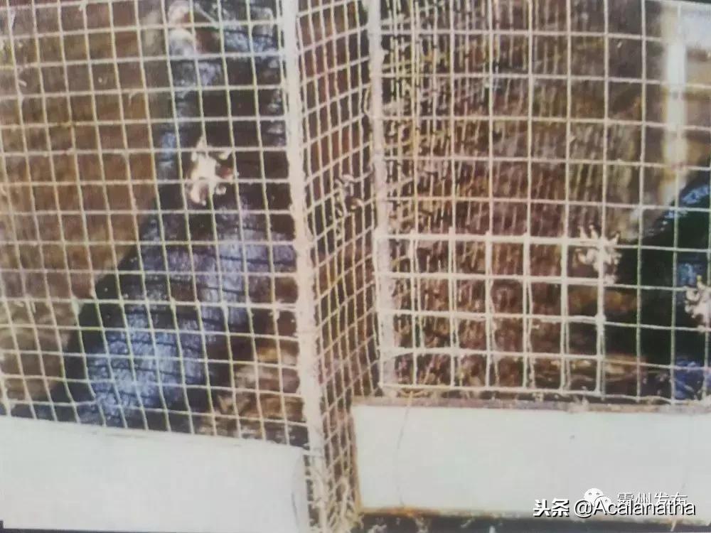 霸州土产公司老照片,霸州老城区图片