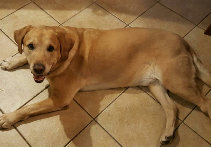 犬蛋白丢失性肠炎是什么引起的,犬蛋白丢失性肠炎