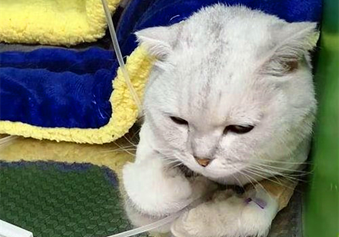 猫咪饮水是什么原因,猫咪饮水过多