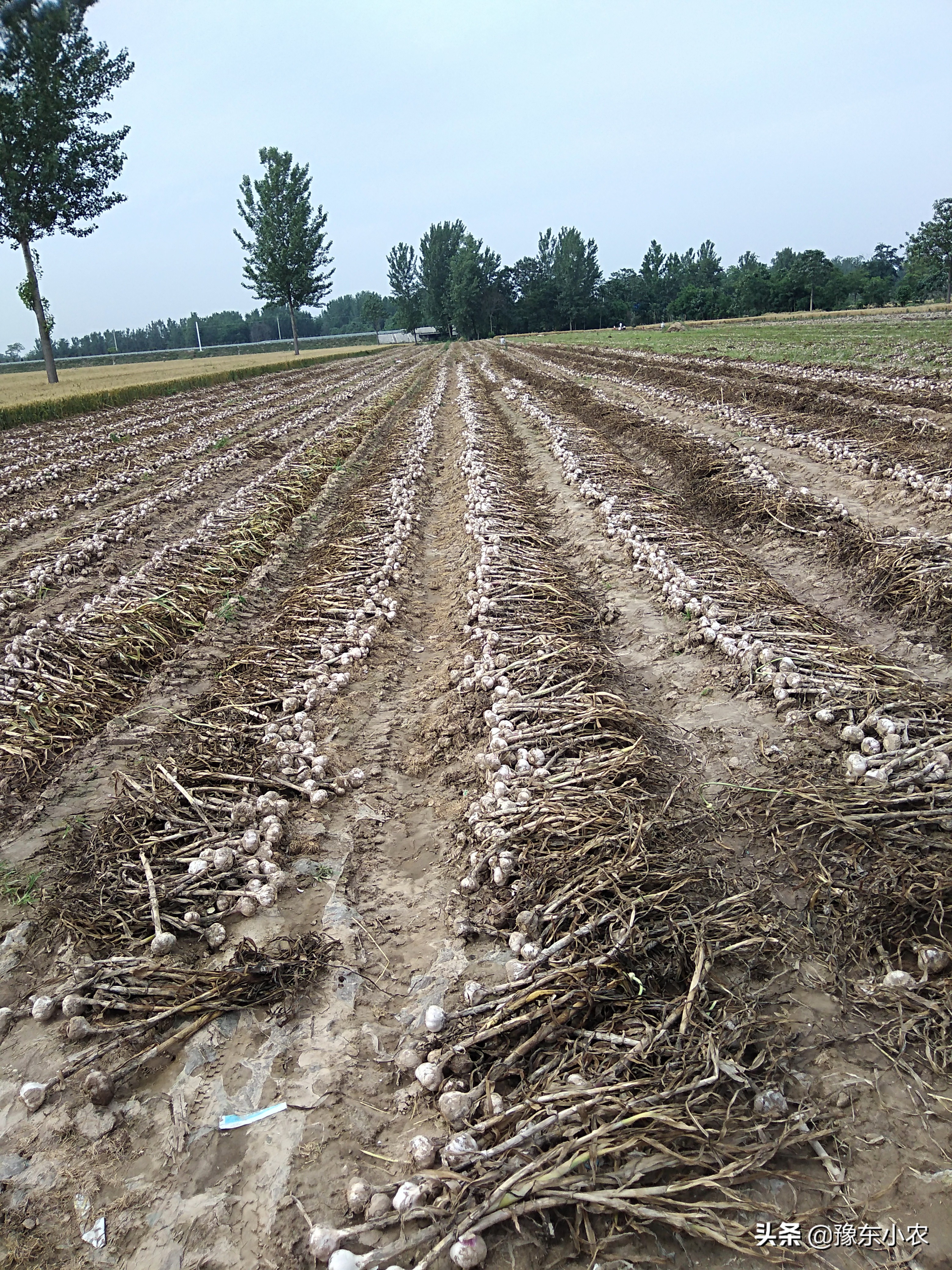 大蒜收获后怎么晾晒,大蒜收获了怎么晾晒