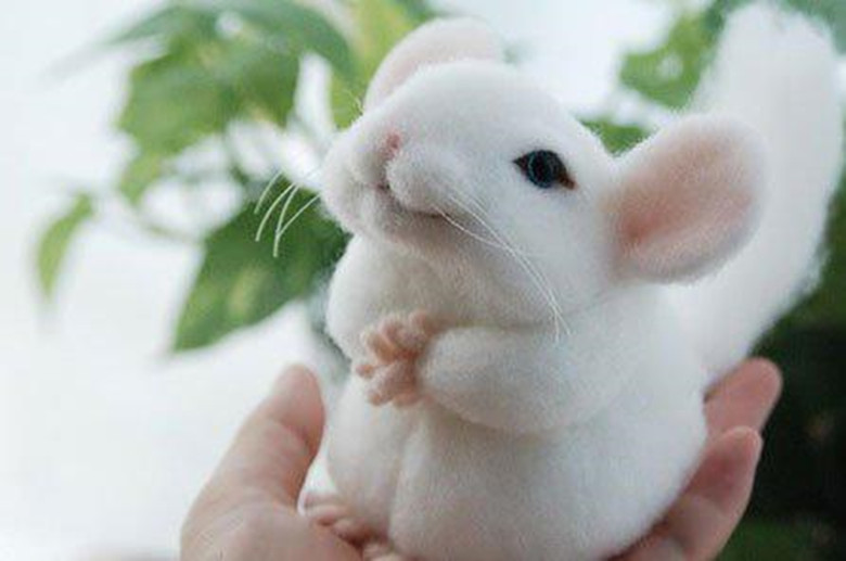 龙猫怎么养新手教程,龙猫饲养方法如何饲养龙猫