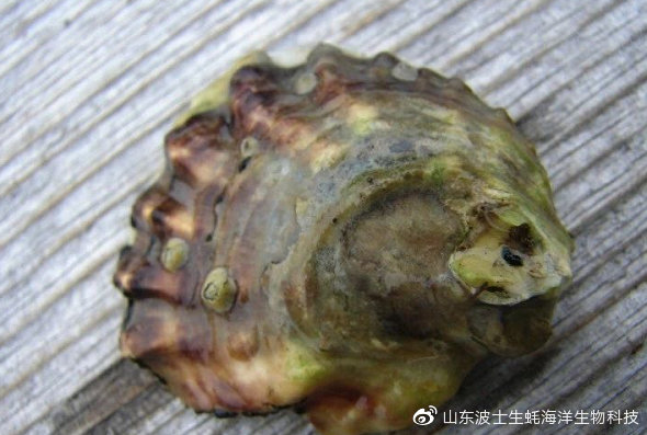 宵夜吃生蚝真实视频,宵夜湛江生蚝生吃