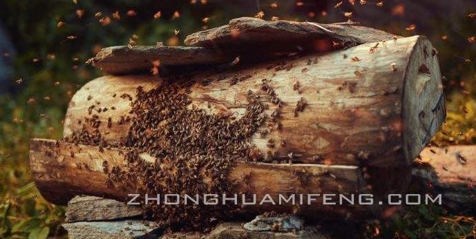 中蜂土藏饲养法,中蜂土法饲养在四川