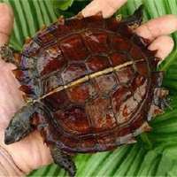 刚刚入手的龟怎么处理,买乌龟买到病龟怎么办