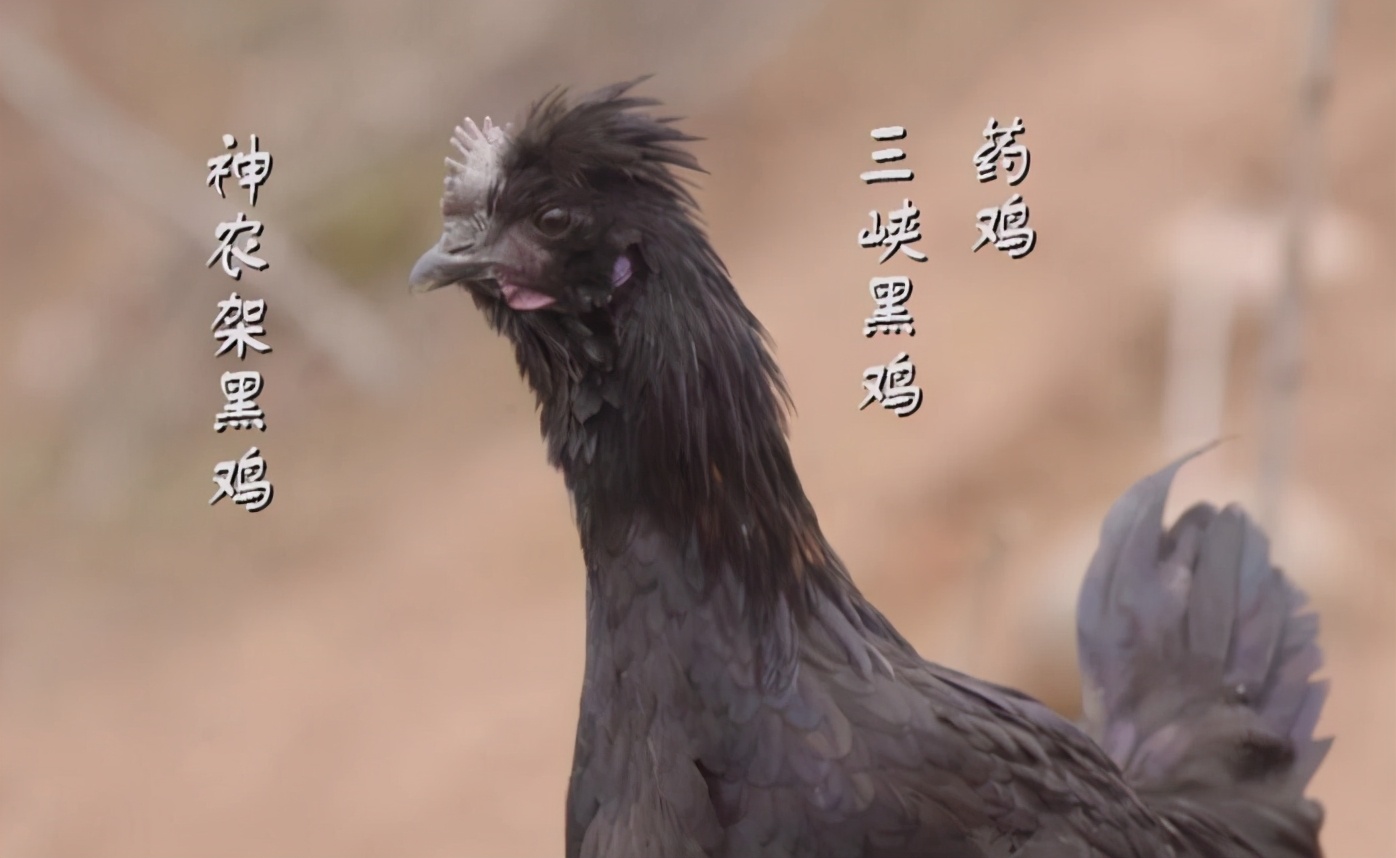 宜昌农村小伙返乡养殖黑鸡,回乡养本地黑鸡的90后小伙