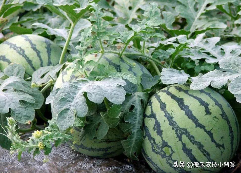 甜王西瓜种植全套技术,金纯甜王西瓜种植前景