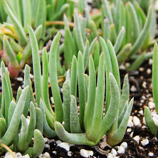 养花营养土羊粪的配制方法,养花土最佳配方