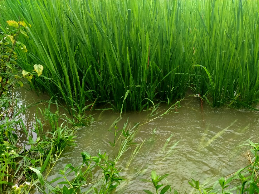 为什么减产,谷瘟病导致谷子大面积绝收怎么办