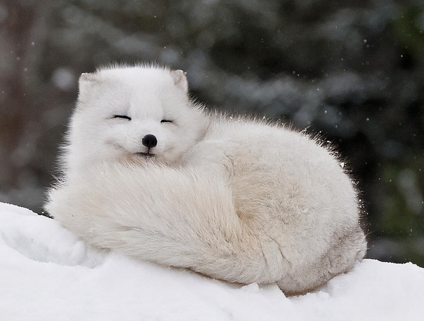 不狡（脚）猾（滑）的北极狐：家在寒地又怎样？我照样冬暖夏凉