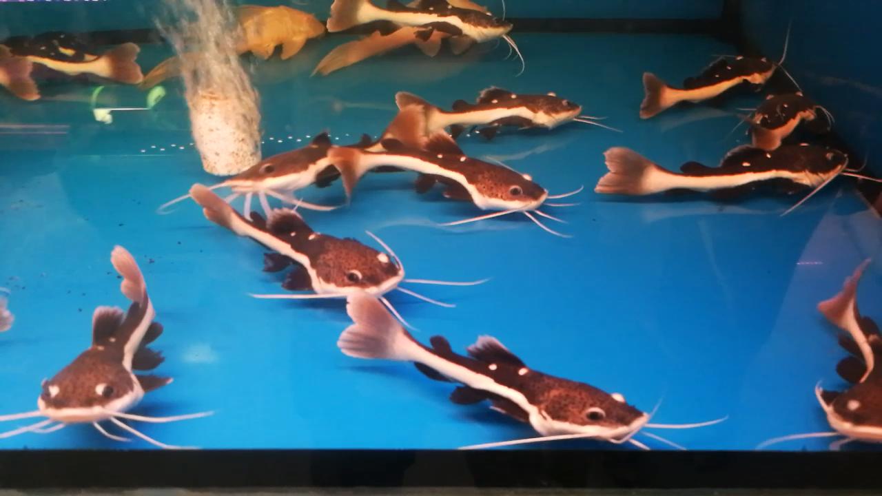 热带观赏鱼批发从哪里进货最便宜,热带鱼观赏鱼在哪买便宜