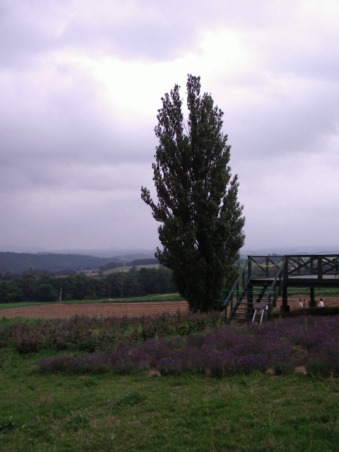 大地上的一棵棵树,大地上的绿树红花