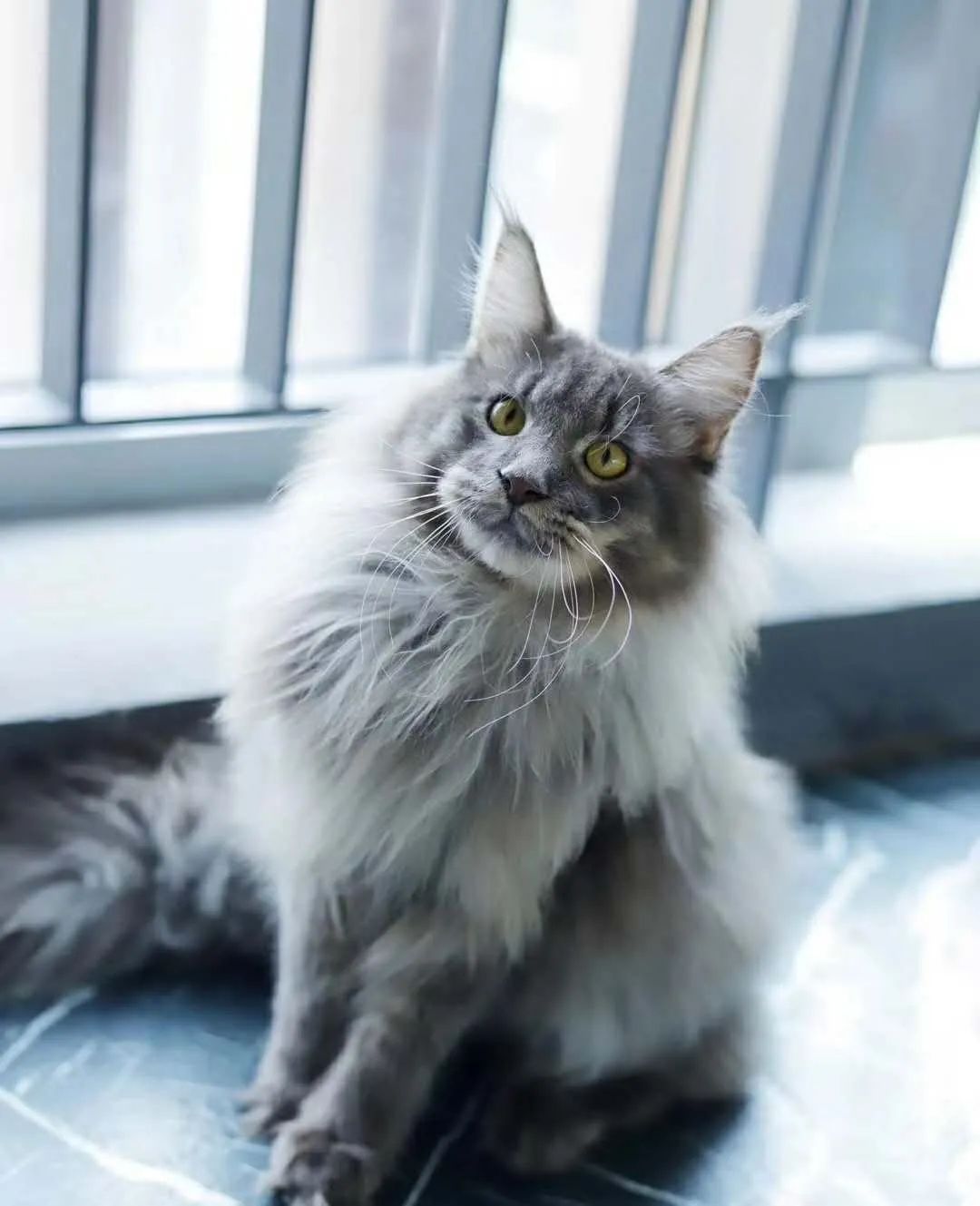 猫宫庄园逆水寒,猫宫庄园如何选择适合猫咪的猫砂