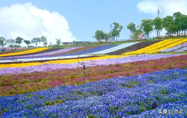 又到了薰衣草盛开的季节,上海市薰衣草花海