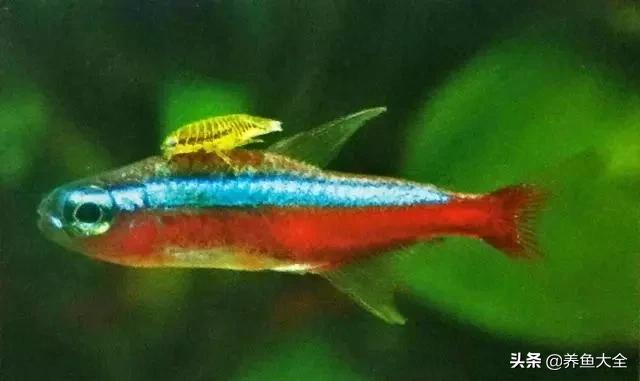 疾病小课堂第二弹——观赏鱼疾病