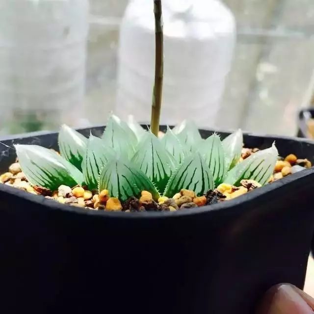 多肉植物好养又容易开花,长相怪异的9种多肉植物