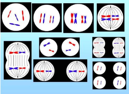 动物是怎样无性生殖的,动物无性生殖的几种方式