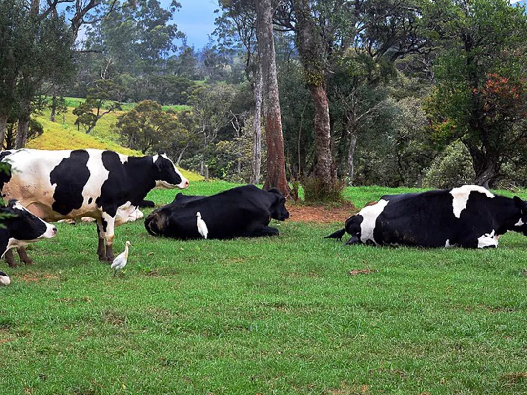 伊利新西兰牛奶,伊利未来牛奶谷基地